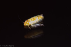 Neocoelidiinae