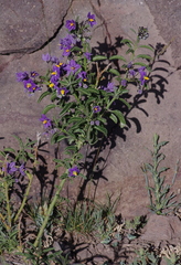 Solanum crispum