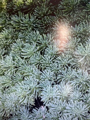 Tournefortia gnaphalodes