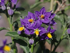 Solanum crispum