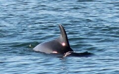 Delphinidae