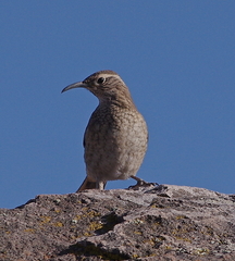 Upucerthia dumetaria
