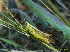 Mecostethus parapleurus