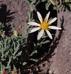 Mutisia sinuata