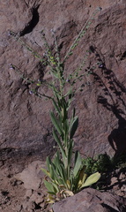 Cynoglossum creticum