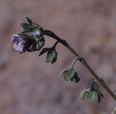 Cynoglossum creticum