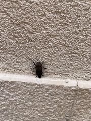 Capnodis tenebricosa