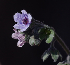 Cynoglossum creticum
