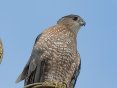 Accipiter cooperii