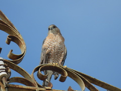 Accipiter cooperii