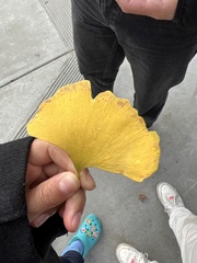 Ginkgoales