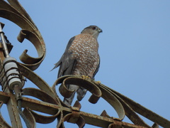Accipiter cooperii