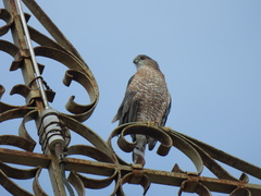 Accipiter cooperii