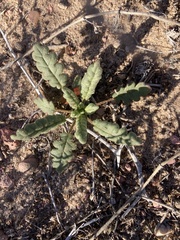 Phacelia integrifolia