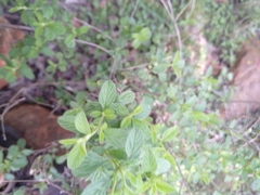 Lippia javanica