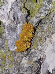 Xanthomendoza fallax