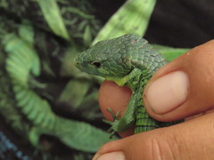 Abronia graminea