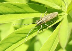 Agapanthia villosoviridescens