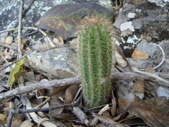 Arthrocereus melanurus
