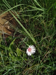 Gerbera viridifolia