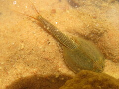 Triops