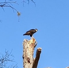 Caracara plancus cheriway