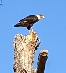 Caracara plancus cheriway