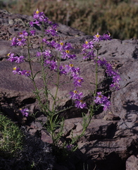 Schizanthus hookeri
