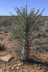 Fouquieria columnaris