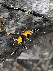 Dacrymyces stillatus