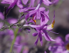 Schizanthus hookeri