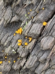 Dacrymyces stillatus