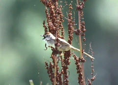 Cincloramphus timoriensis