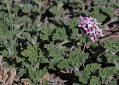 Glandularia berteroi