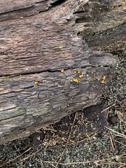Dacrymyces stillatus
