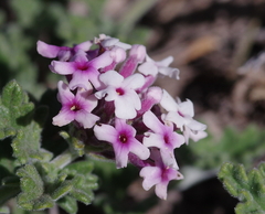 Glandularia berteroi