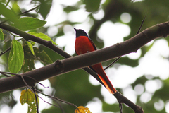 Pericrocotus speciosus