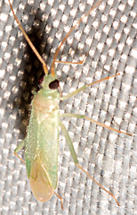 Blepharidopterus provancheri