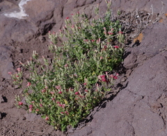 Viviania marifolia