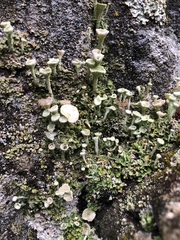 Cladonia verticillata