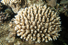 Acropora gemmifera