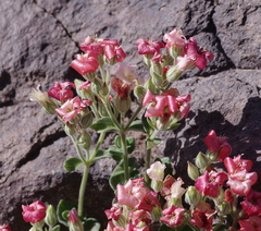 Viviania marifolia