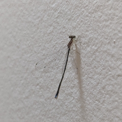 Argentagrion ambiguum