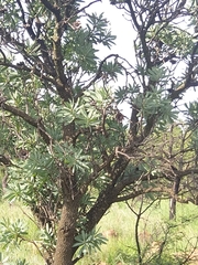 Protea caffra caffra