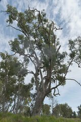 Angophora floribunda