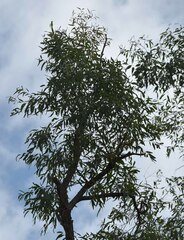 Angophora floribunda