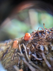 Dacrymyces stillatus