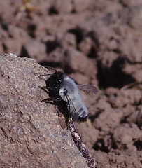 Megachile saulcyi