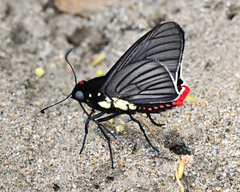 Mysarbia sejanus