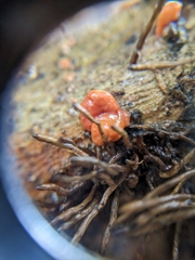 Dacrymyces stillatus